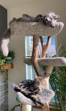 Scoop Tree