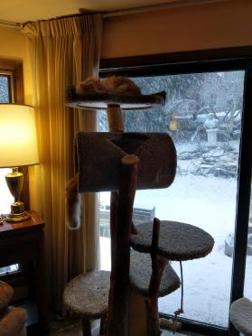 Five Level Combo Beds