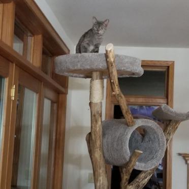 Extra Tall Tree