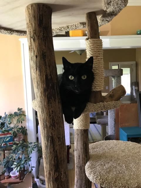 Large cat tower