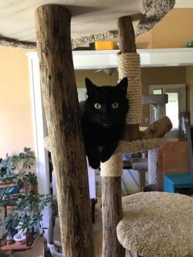 Large cat tower