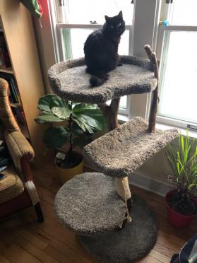 Big Tree Top Three Level tree