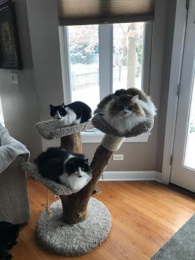 Three scoops for three kitties