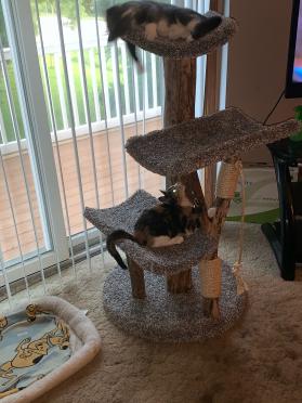 Triple Scoop Three Level