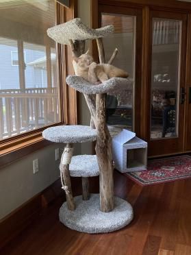 Custom built cat trees sale