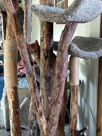cat on tree