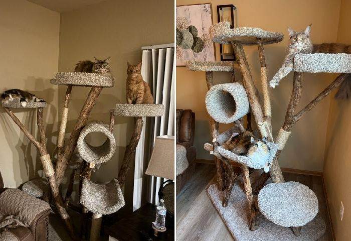 Custom Designed Cat Trees
